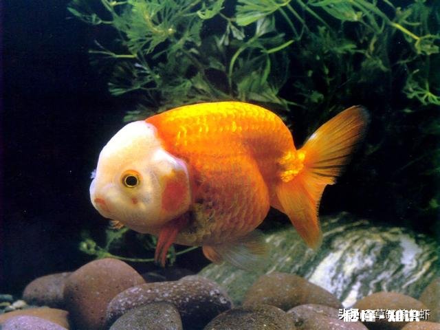 小金鱼摇摇晃晃游动是不是快死了