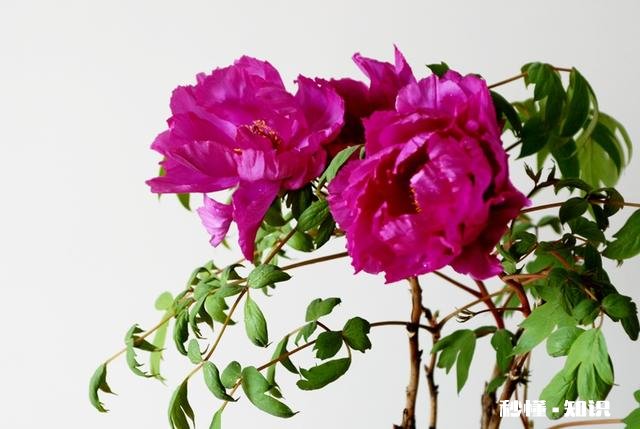 摄影以“祝福”为主题，可以拍些什么题材可以怎么拍