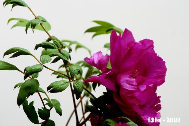 摄影以“祝福”为主题，可以拍些什么题材可以怎么拍