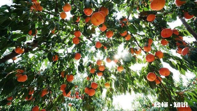 摄影以“祝福”为主题，可以拍些什么题材可以怎么拍