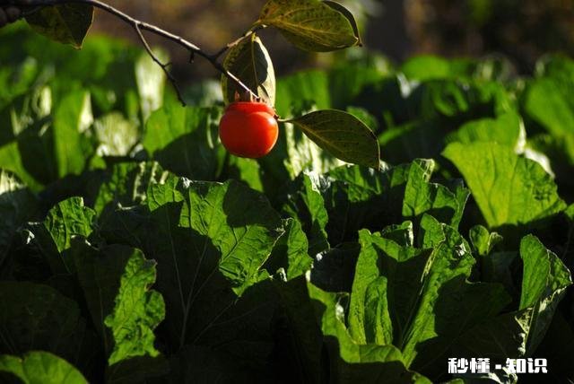 摄影以“祝福”为主题，可以拍些什么题材可以怎么拍