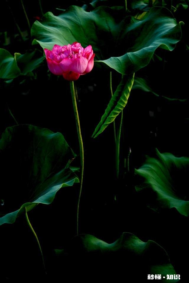 摄影以“祝福”为主题，可以拍些什么题材可以怎么拍