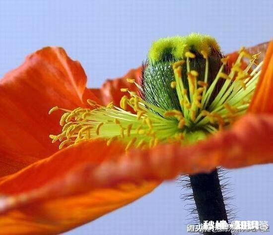 如何用“一醉方休”作一首藏头诗