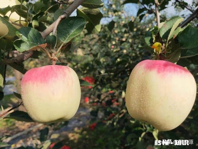 你手机里最喜欢的一张风景图片是哪个