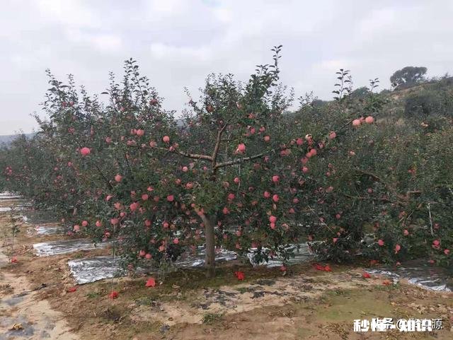 你手机里最喜欢的一张风景图片是哪个
