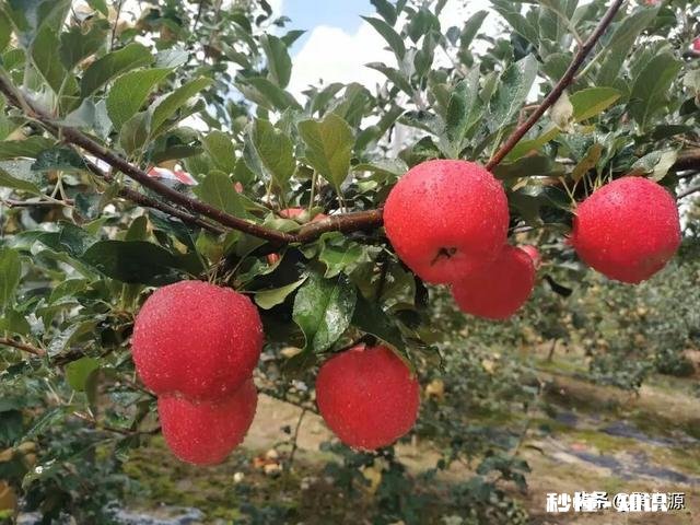 你手机里最喜欢的一张风景图片是哪个