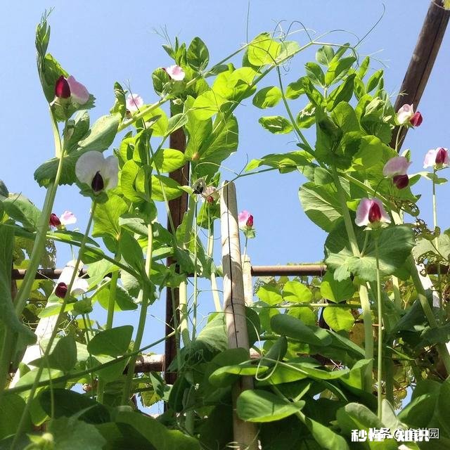 农民种植一种南方蔬菜，3亩收入15000元，值得借鉴吗