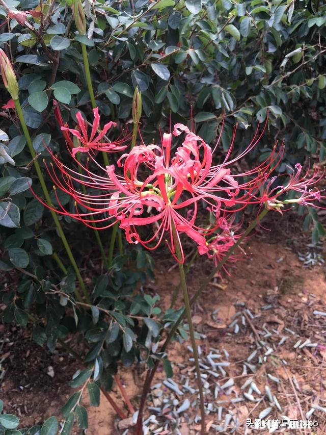 追一个女孩并且有她闺蜜的支持,第一次表白被拒绝了说继续做朋友,是继续还是放弃