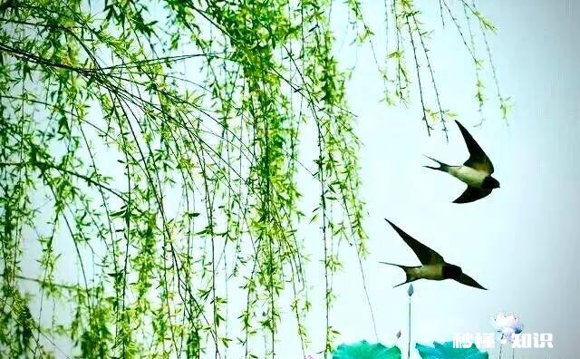 春雨绵绵，怎样拍摄“微风燕子低，细雨鱼儿出”的生活美景