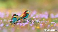 春雨绵绵，怎样拍摄“微风燕子低，细雨鱼儿出”的生活美景