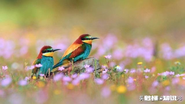 春雨绵绵，怎样拍摄“微风燕子低，细雨鱼儿出”的生活美景