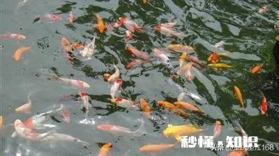 春雨绵绵，怎样拍摄“微风燕子低，细雨鱼儿出”的生活美景