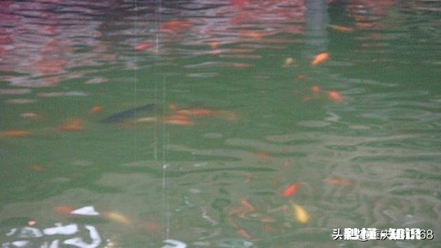 春雨绵绵，怎样拍摄“微风燕子低，细雨鱼儿出”的生活美景