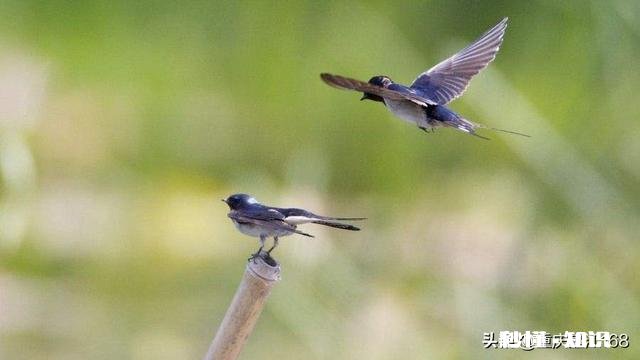 春雨绵绵，怎样拍摄“微风燕子低，细雨鱼儿出”的生活美景