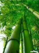 四十岁开始学书法能有所成吗