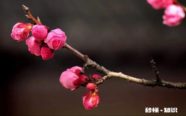 对联和古诗的关系是什么