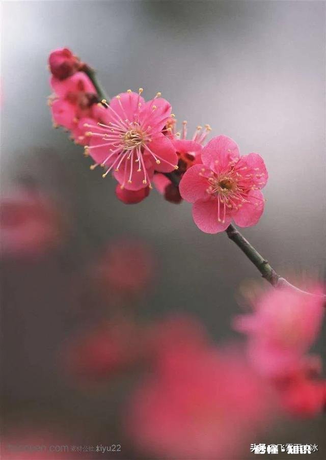 对联和古诗的关系是什么