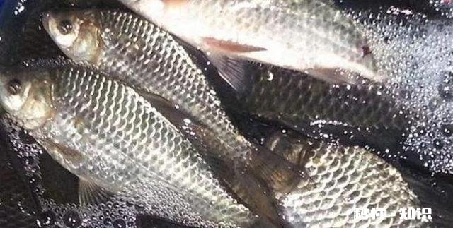 今年肉价降下来了，为什么鱼价却噌噌上涨呀