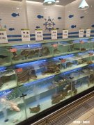 今年肉价降下来了，为什么鱼价却噌噌上涨呀