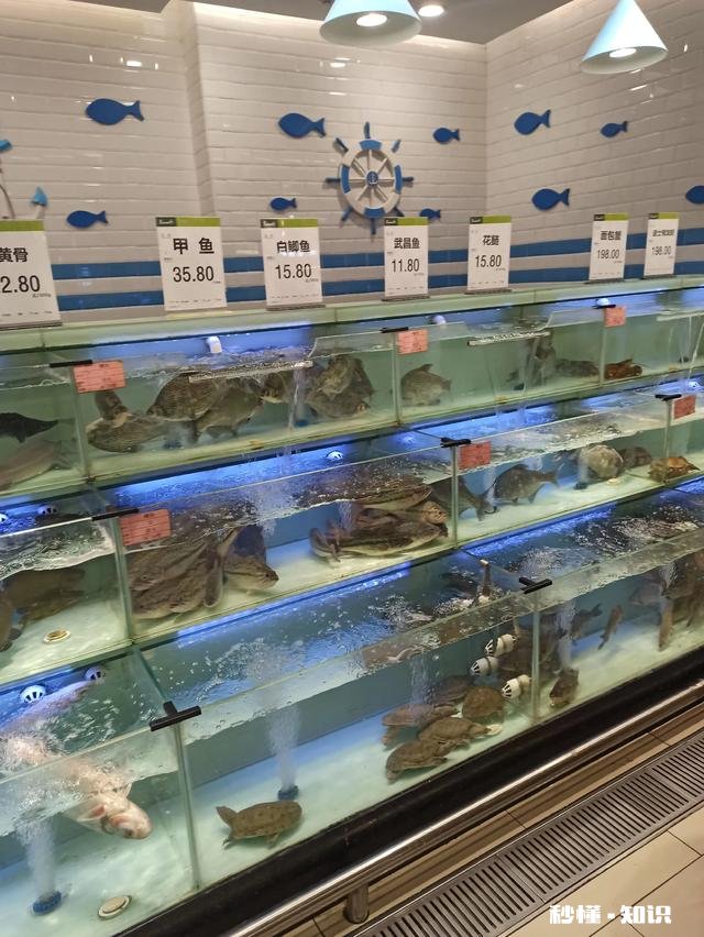 今年肉价降下来了，为什么鱼价却噌噌上涨呀