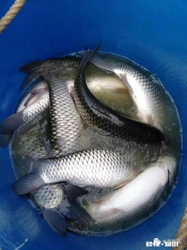 今年肉价降下来了，为什么鱼价却噌噌上涨呀