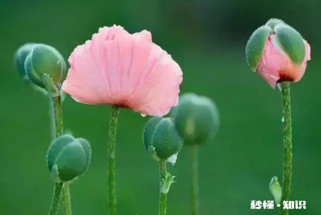 望夫成龙的最后都怎么样了