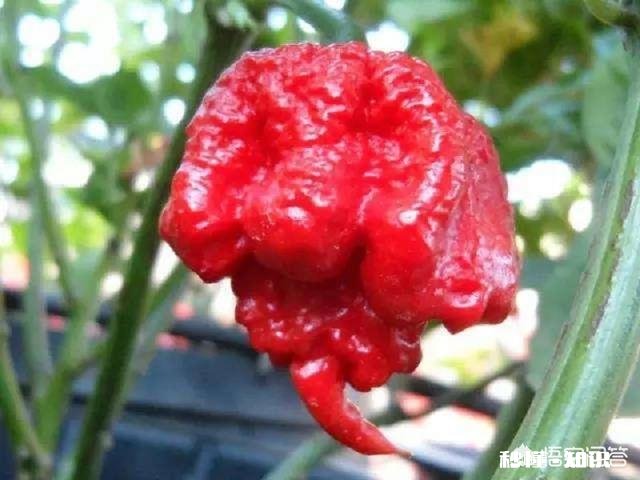 历史上真的有人被辣死过吗