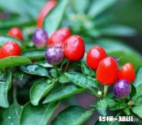 历史上真的有人被辣死过吗