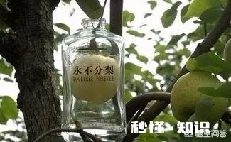 这些梨是怎么放进瓶子里的呢