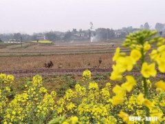在农村怎样拍摄炊烟袅袅，百鸟归巢美丽意境