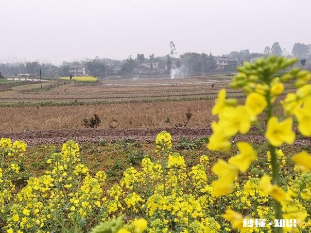 在农村怎样拍摄炊烟袅袅,百鸟归巢美丽意境