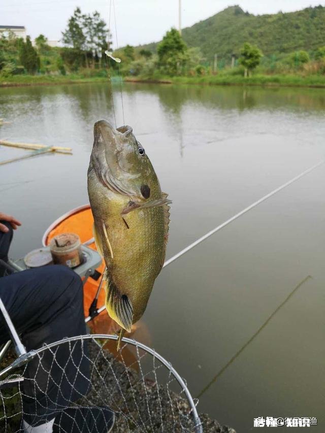 冬季下地笼,能行不,能网到大货吗买了个地笼准备下