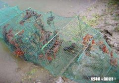 冬季下地笼，能行不，能网到大货吗买了个地笼准备下