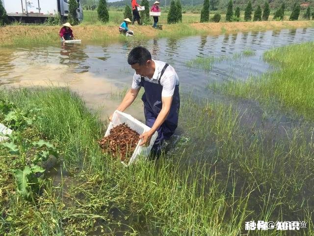 冬季下地笼,能行不,能网到大货吗买了个地笼准备下
