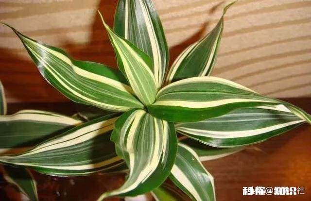 富贵竹我年年养，每到冬天都会死去，今年也是，请问有啥好办法吗