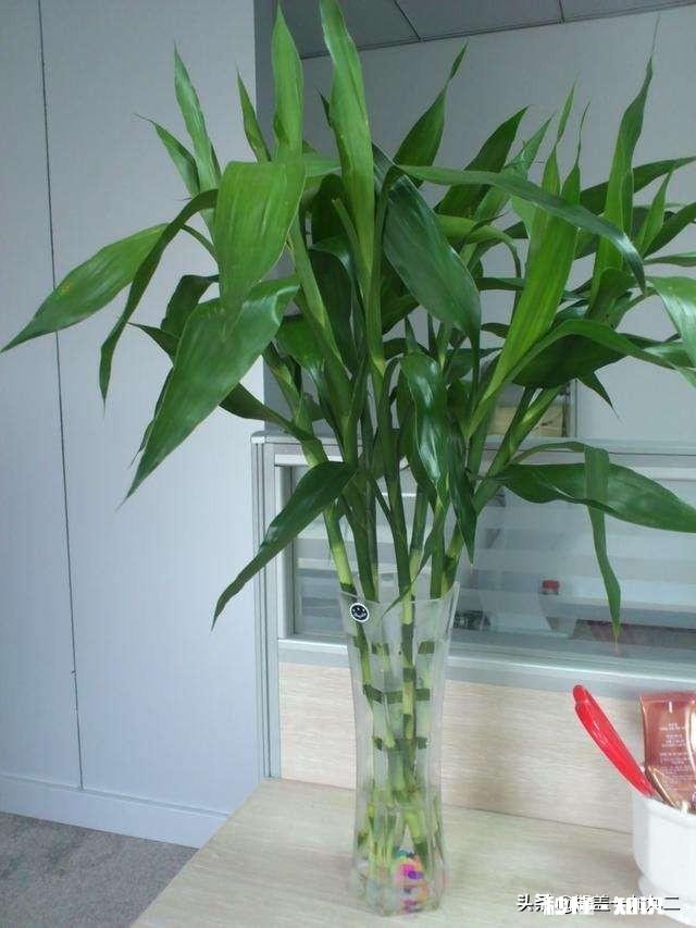 富贵竹我年年养，每到冬天都会死去，今年也是，请问有啥好办法吗