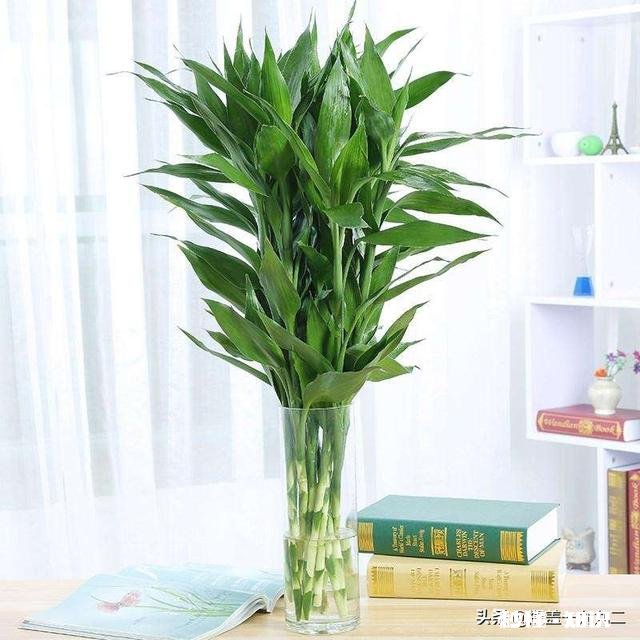 富贵竹我年年养，每到冬天都会死去，今年也是，请问有啥好办法吗