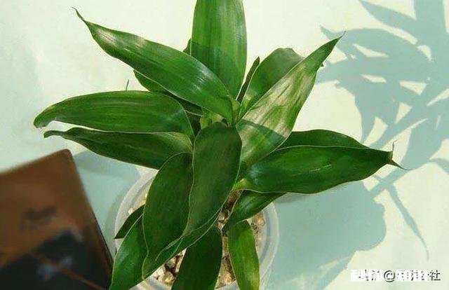 富贵竹我年年养，每到冬天都会死去，今年也是，请问有啥好办法吗