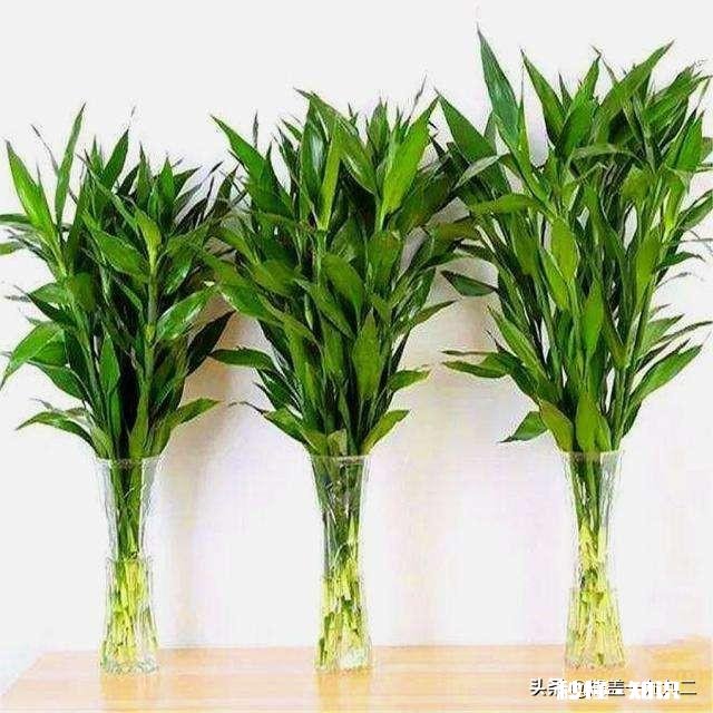 富贵竹我年年养，每到冬天都会死去，今年也是，请问有啥好办法吗