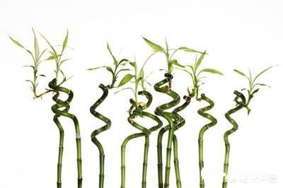 富贵竹我年年养，每到冬天都会死去，今年也是，请问有啥好办法吗