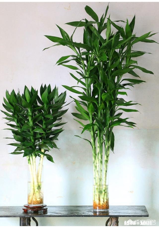 富贵竹我年年养，每到冬天都会死去，今年也是，请问有啥好办法吗