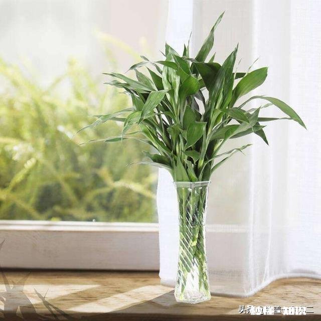 富贵竹我年年养，每到冬天都会死去，今年也是，请问有啥好办法吗