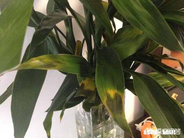 富贵竹我年年养，每到冬天都会死去，今年也是，请问有啥好办法吗