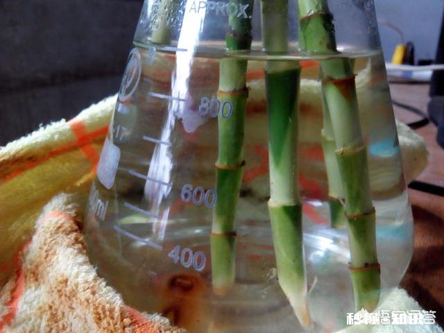 富贵竹我年年养，每到冬天都会死去，今年也是，请问有啥好办法吗