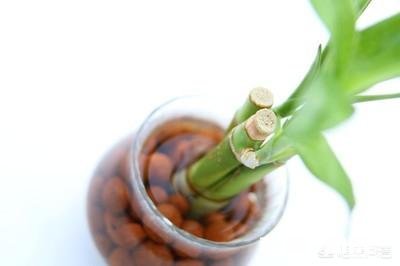 富贵竹我年年养，每到冬天都会死去，今年也是，请问有啥好办法吗