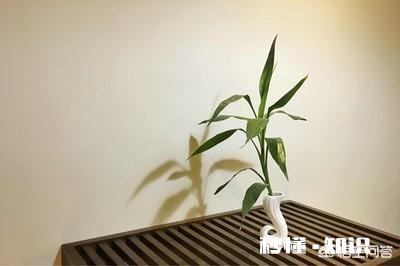 富贵竹我年年养，每到冬天都会死去，今年也是，请问有啥好办法吗