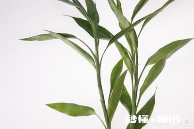 富贵竹我年年养，每到冬天都会死去，今年也是，请问有啥好办法吗