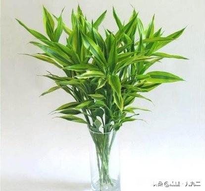 富贵竹我年年养，每到冬天都会死去，今年也是，请问有啥好办法吗