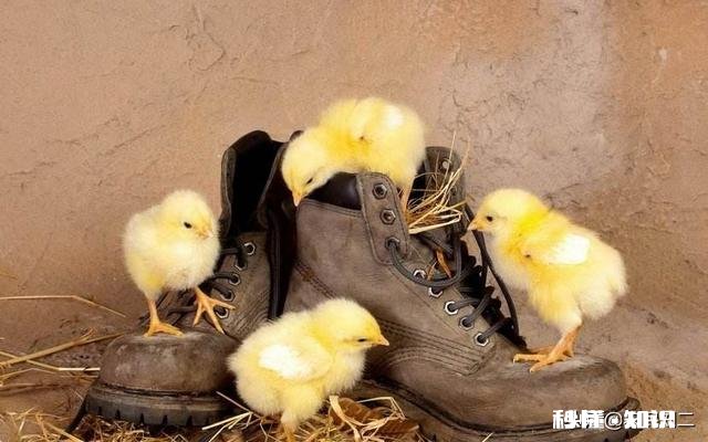 自家孵化的小鸡要打马立克疫苗吗