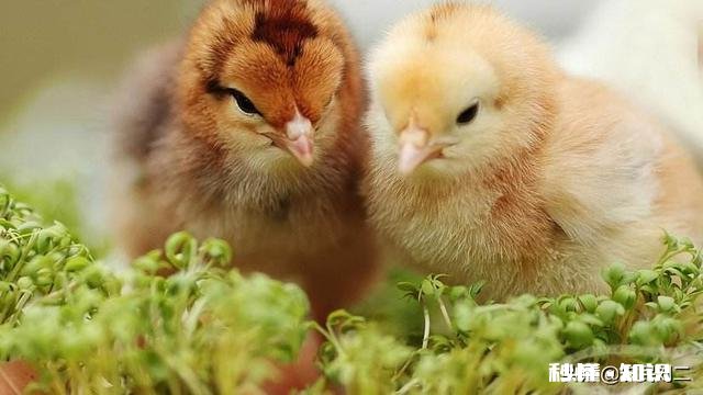 自家孵化的小鸡要打马立克疫苗吗